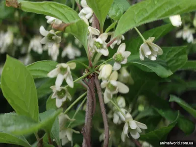 ЛИМОННИК КИТАЙСКИЙ (Schisandra chinensis)