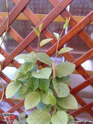 ЛИМОННИК КИТАЙСКИЙ (Schisandra chinensis)