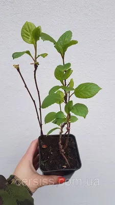 Лимонник китайский, Schisandra chinensis, цена 120 грн — Prom.ua  (ID#1400218004)