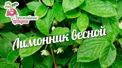 Лимонник весной #urozhainye_gryadki - YouTube