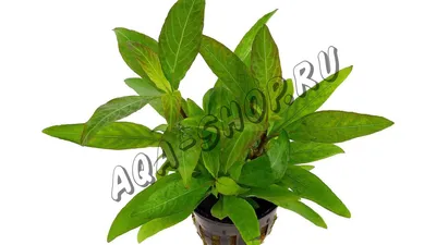 Гигрофила Лимонник Компакт (Hygrophila Corymbosa \"compact\")