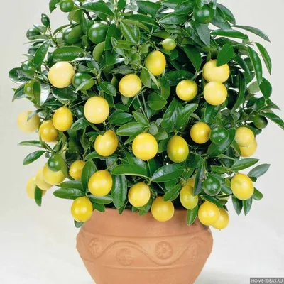 Куст лимонник с соцветием кашка \"Мэрил\" купить в ростове на дону оптом
