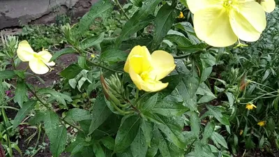 Лимонник цветок фото