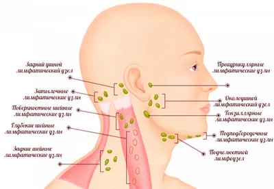 Где находятся лимфоузлы у человека фото на голове?