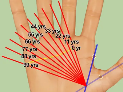 Как определить возраст человека по ладони: 9 шагов