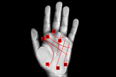 Судьба и характер: что расскажут главные линии на ладони - Отношения -  info.sibnet.ru