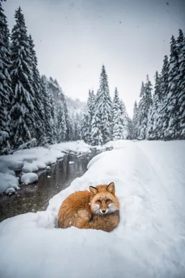 Фото Лиса на снегу, by Iza Lyson