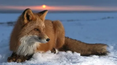 winter #лиса #зима #fox #nice #pretty #animals #животные #зверушки #снег  #милота #snow | Самые милые животные, Милые животные, Животные