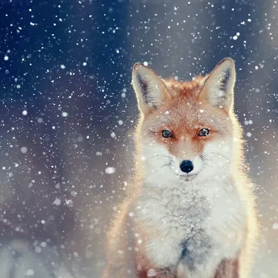 Обои лиса, снег, fox, snow, 4k, Животные #16065