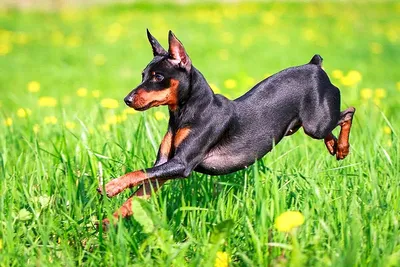 Собака мини доберман (47 лучших фото)