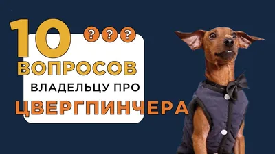 Цвергпинчер (карликовый пинчер) – описание породы собаки с фото