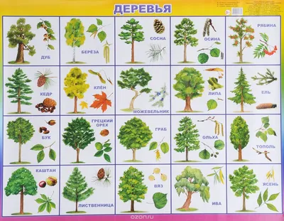 фото листьев деревьев и их названия: 13 тыс изображений найдено в  Яндекс.Картинках | Дошкольник, Для детей, Растения