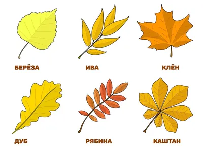 Листья разных деревьев (50 фото)