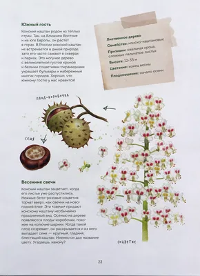 Деревья Урала: фото и названия видов | Полезные растения
