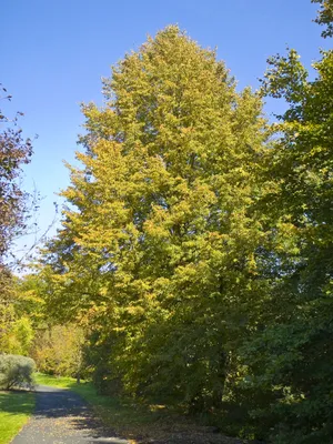 Acer – Клен- Красочный фейерверк для каждого сада — Bruns Pflanzen