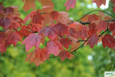 Осеннее дерево падающие листья крутой фон, осень, дерево, опавшие листья  фон картинки и Фото для бесплатной загрузки