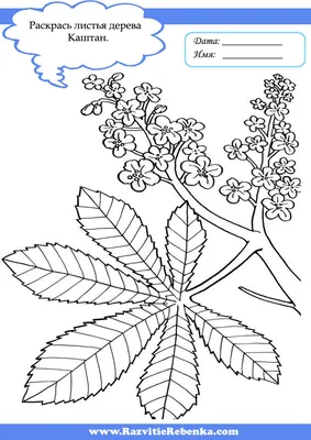 Момидзи: шестое время года, кленовые листья каэдэ