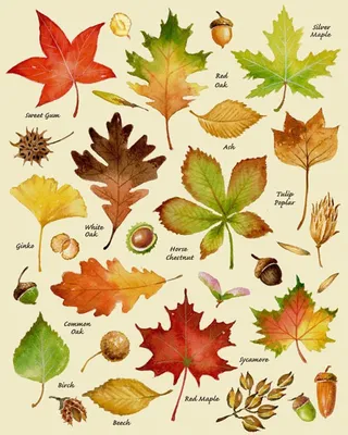 Листья разных деревьев - 45 фото