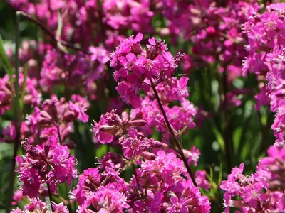 Цветы вискария - 68 фото