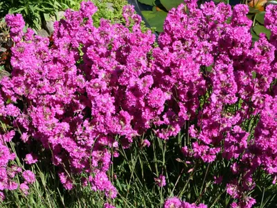 Цветы Вискария - 65 фото