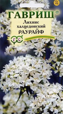 Лихнис Раурайф халцедонский купить в Москве в интернет-магазине Семена  цветов