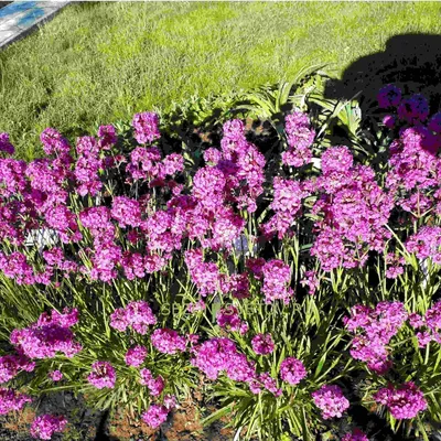 Цветы вискария - 67 фото