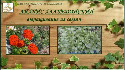 Лихнис халцедонский - легко вырастить из семян яркое и беспроблемное  растение - YouTube