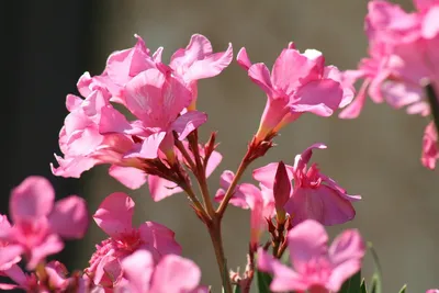 Викария цветок (62 фото)