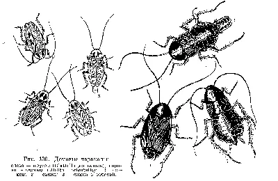 2.3. Отряд Тараканы (Blattoptera). Морфология, биология, эпидемиологическое  значение