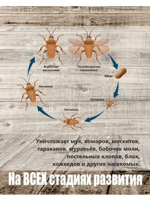 Средство от тараканов комаров муравьев клопов ДИХЛОФОС 29249864 купить в  интернет-магазине Wildberries