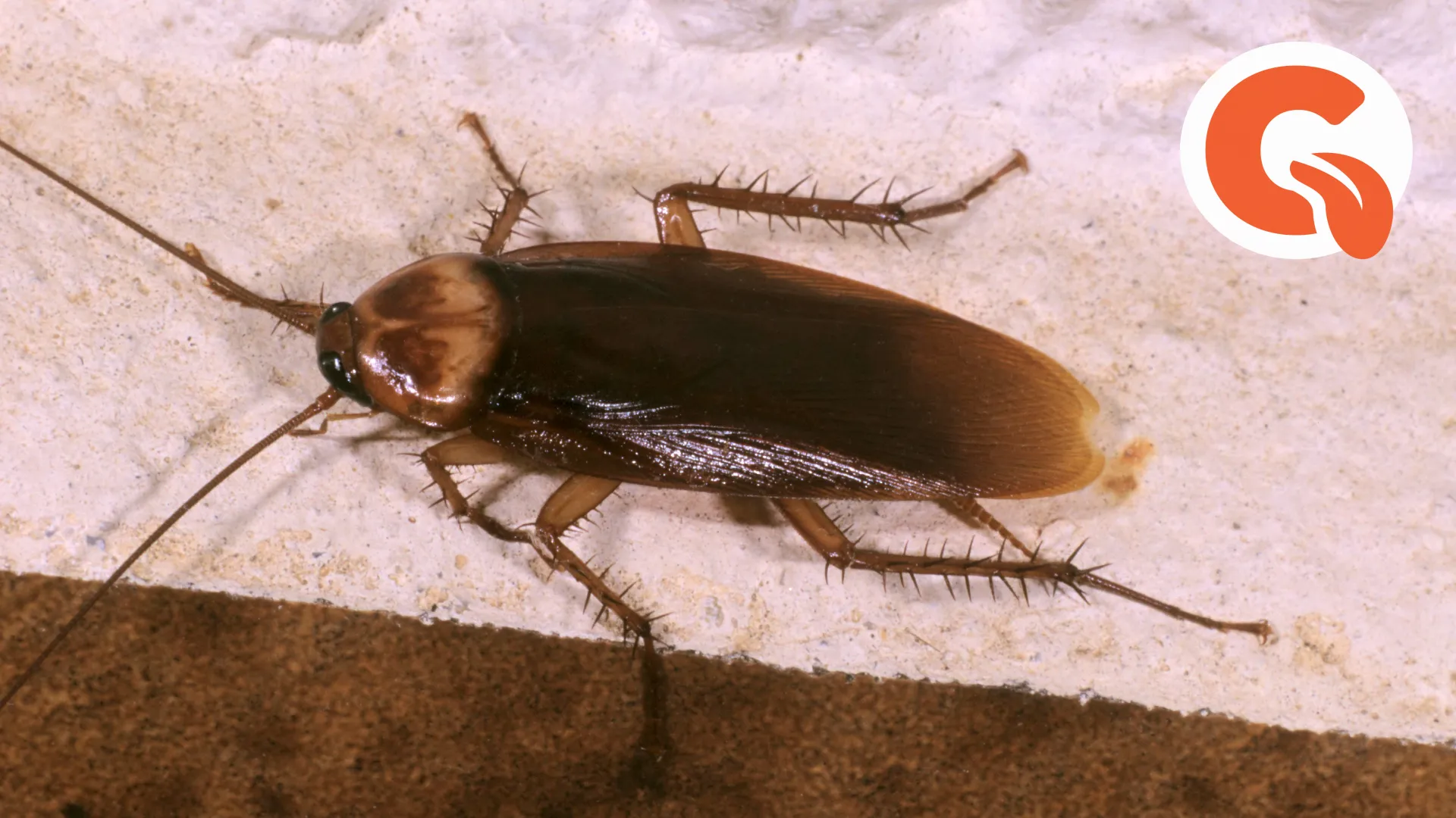 Черный похож на таракана. Американский таракан Periplaneta Americana. Южные тараканы в Сочи. Земляной Сочинский таракан. Уличное насекомое похожее на таракана.