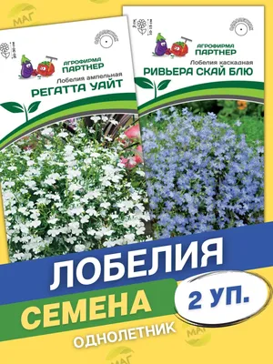 С чем посадить лобелию, чтобы было красиво. 5 идей для летних клумб |  Сибирский сад Оксаны Артеменко | Дзен