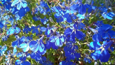Цветок лобелия (lobelia), основные правила посадки и ухода