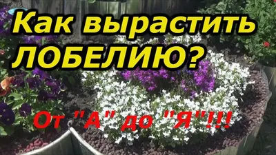 ВСЁ О ЛОБЕЛИИ-ОТ ПРАВИЛЬНОГО ПОСЕВА ДО ЦВЕТЕНИЯ!!! - YouTube