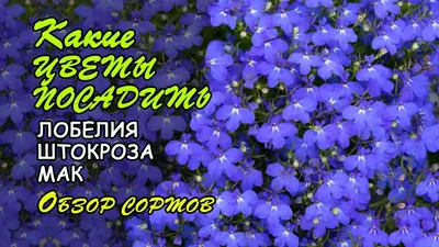 Цветы лобелия в летнем саду. Цветы каскада, выпятив цветущий весной  Стоковое Изображение - изображение насчитывающей ñ ñ‚ð²ð°,  ðµðºoñ€ð°ñ‚ð¸ð²ð½o: 173014199