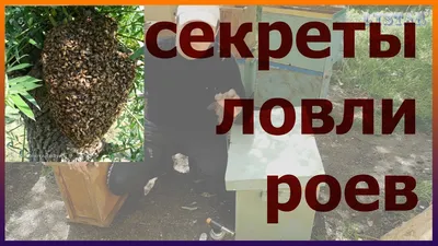 СЕКРЕТЫ ловли бродячих роев! Все мои ловушки. Как сделать ловушку для пчел  - YouTube