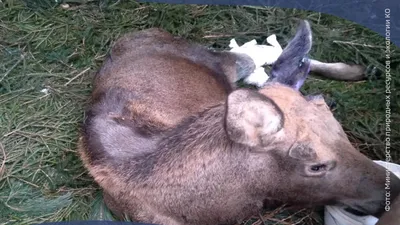 В Дзержинском районе умер лосенок, раненный охотничьими собаками