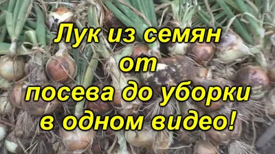 Лук репчатый из семян - в одном видео от посева до уборки! Посмотрите видео  и вырастите лук сами! - YouTube