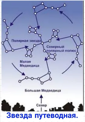 Маленькая медведица | Пикабу