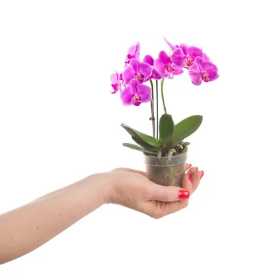 Маленькие орхидеи фото