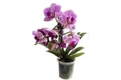 Орхидея фаленопсис мини микс. Phalaenopsis. Маленькая орхидея фаленопсис.  Купить мини орхидею фаленопсис в Киеве.