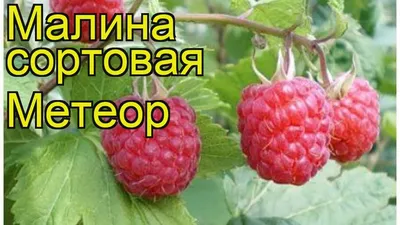 Малина сортовая Метеор. Краткий обзор, описание характеристик rubus idaeus  Meteor - YouTube