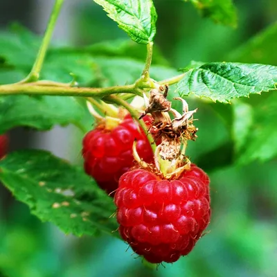 Малина (Rubus)