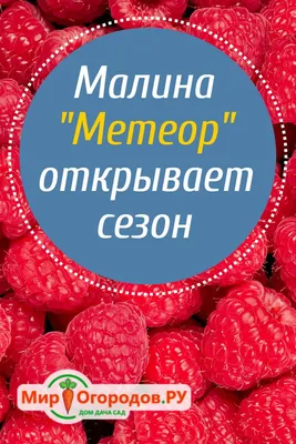 Малина Метеор – суперранний урожай ароматных ягод | Ягоды, Малина, Фрукты