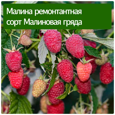 Купить саженцы малины от питомника школьный сад — купить по низкой цене на  Яндекс Маркете