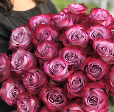 Малиновые розы фото