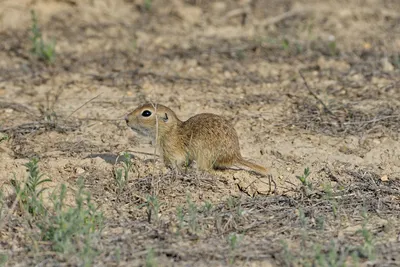 Суслик малый (Суслик серый) - Spermophilus pygmaeus