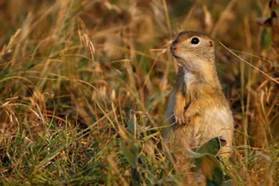 Little ground squirrel - Wikipedia