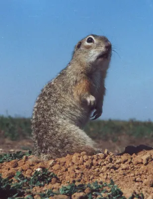 Суслик малый (Spermophilus pygmaeus)