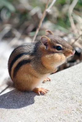 Reginald Johnson Photography в Twitter: „Chipmunk love 🐿  #NaturePhotography #chipmunk #beautiful #cute #animals #xfaktors  https://t.co/rGVWbQIutT“ / Twitter